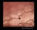 autolysis of Streptococcus pneumoniae colonies on agar